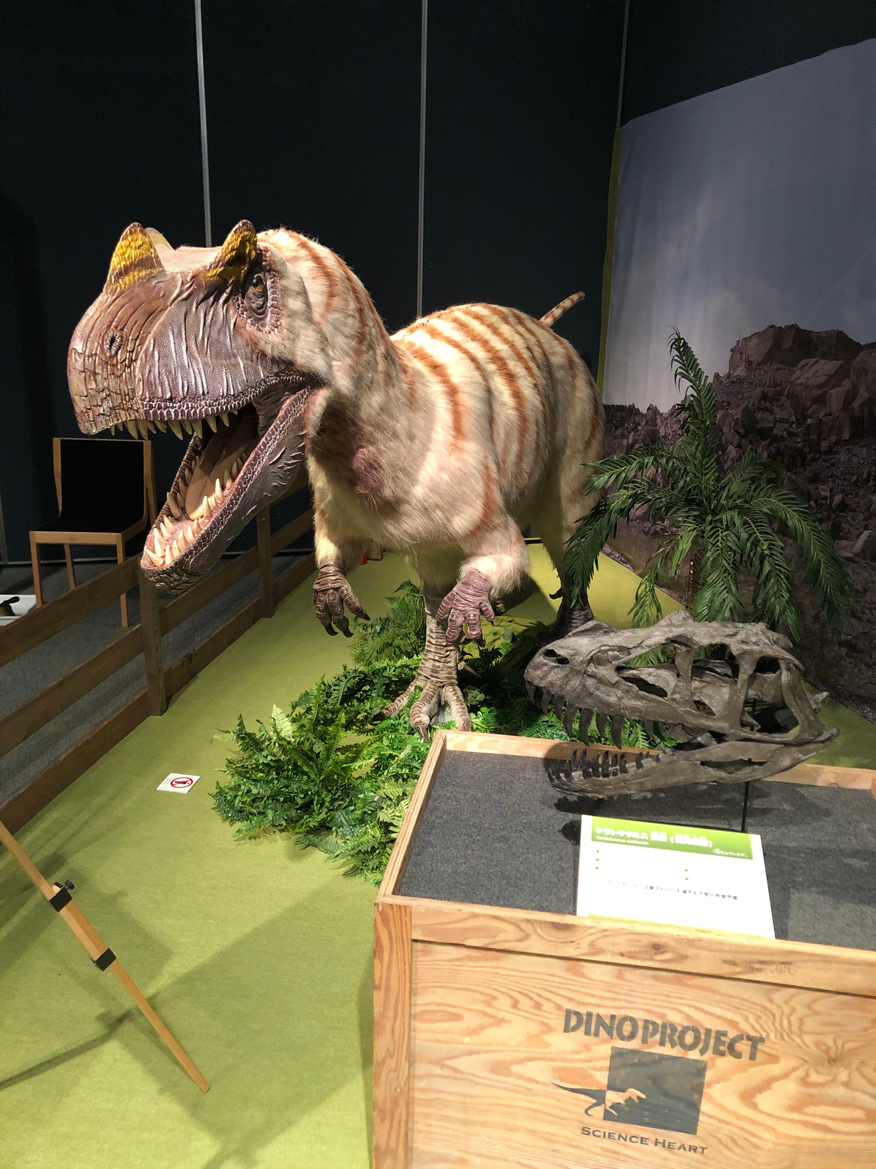 北海道 アンモナイト テキサナイテスカワサキイ 化石 / 恐竜 夏休み