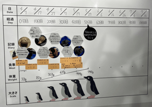 生まれたての赤ちゃんペンギンの成長の様子写真